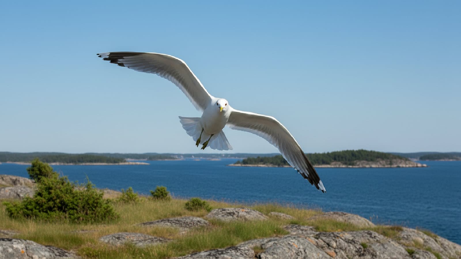Fiskmås