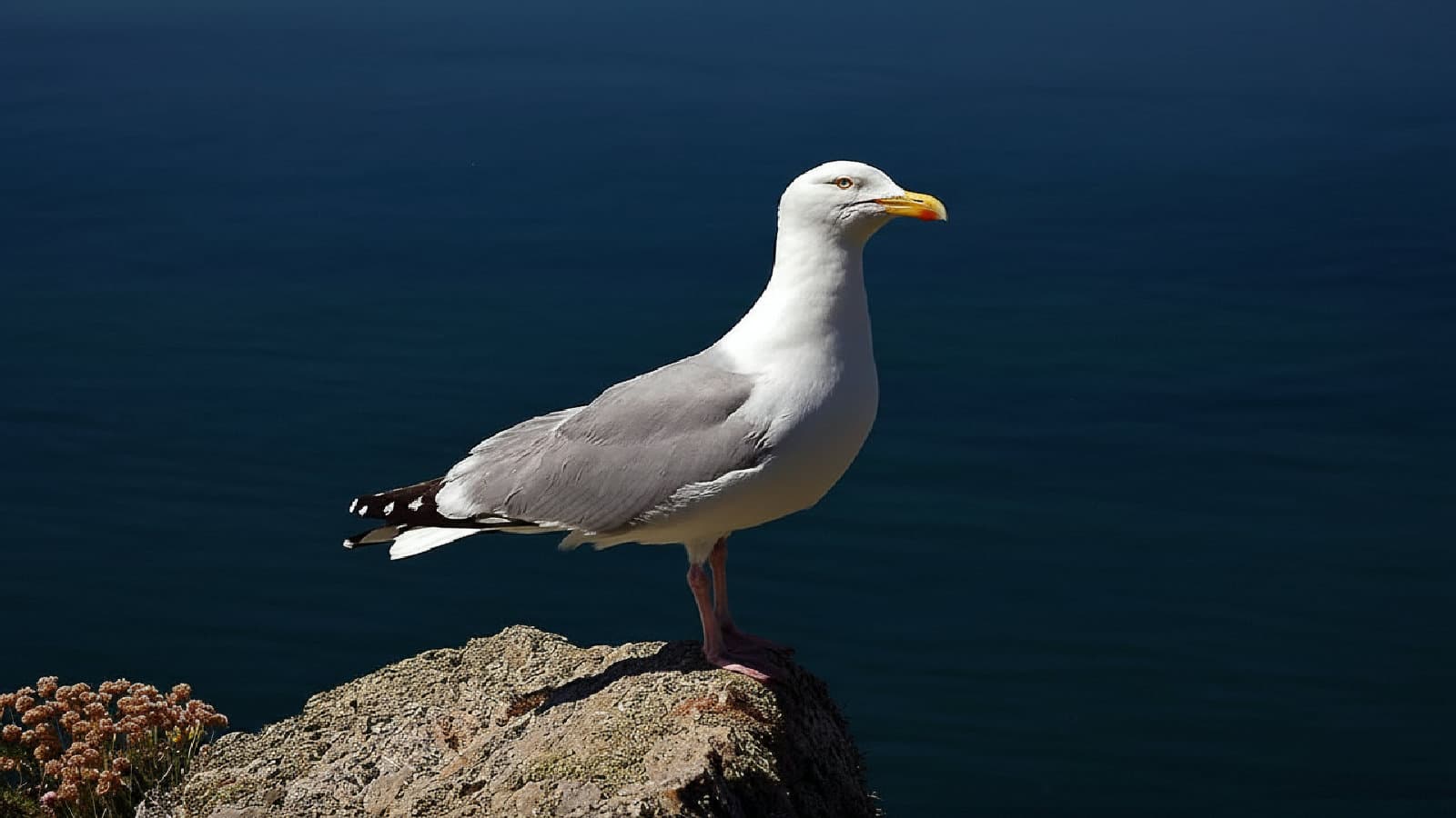 Gråtrut