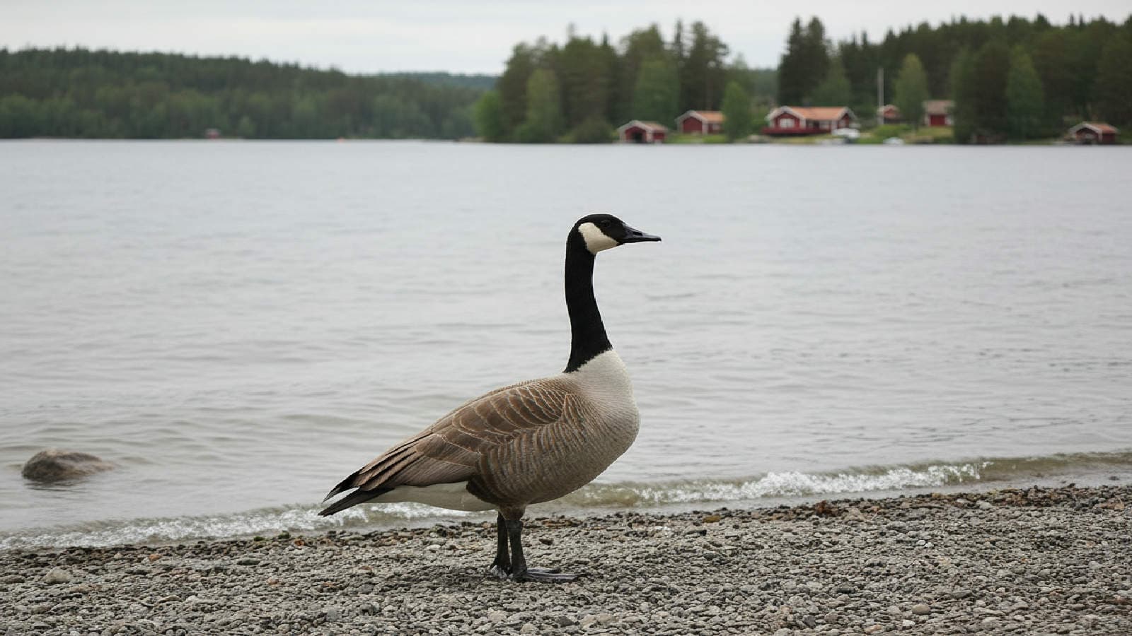 Kanadagås