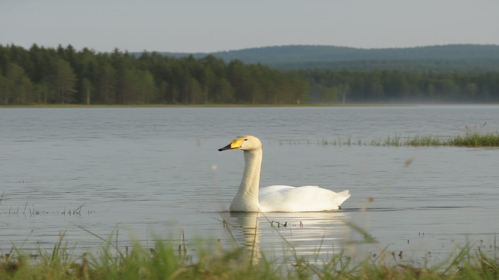 Sångsvan
