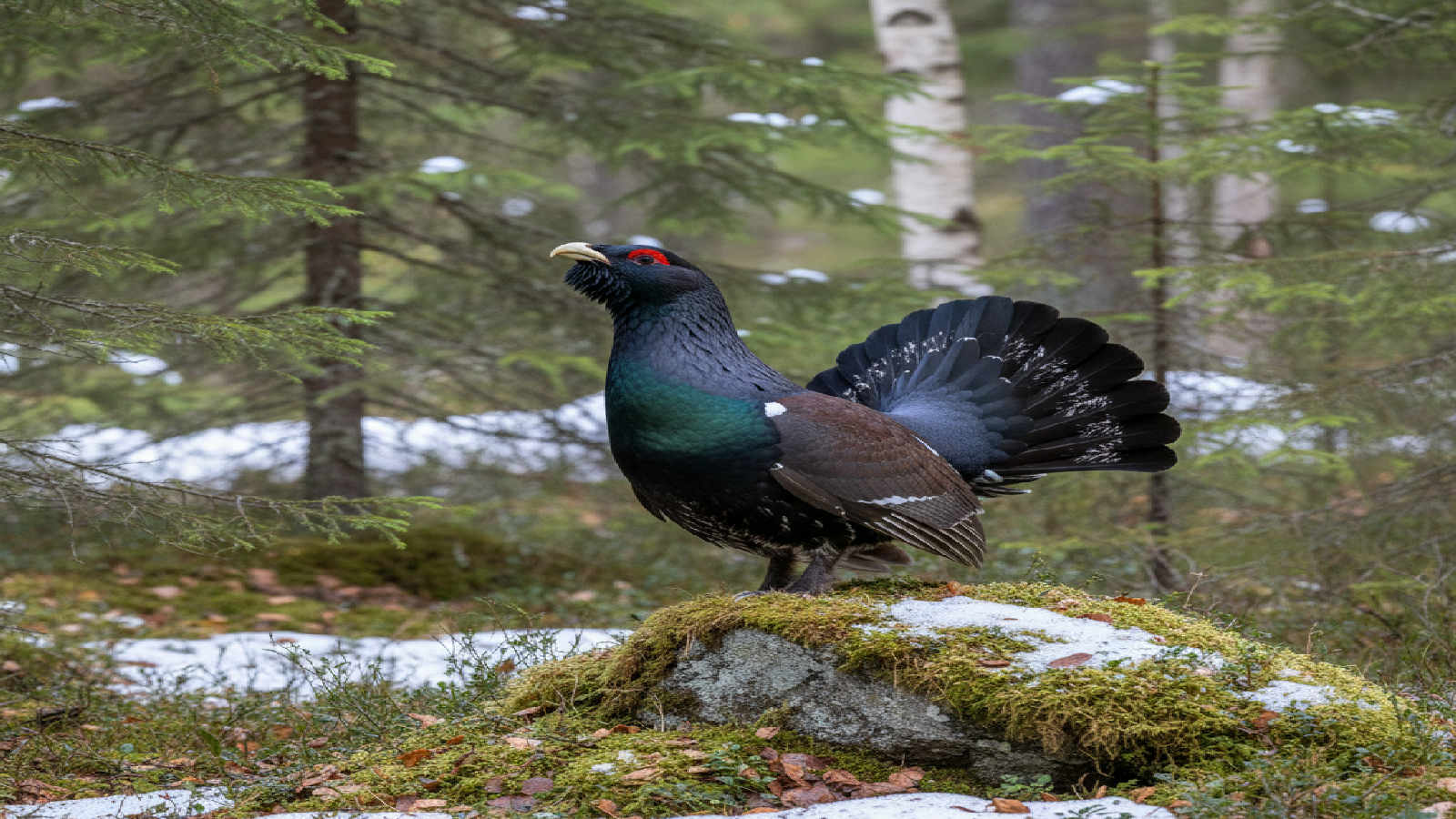 Tjäder