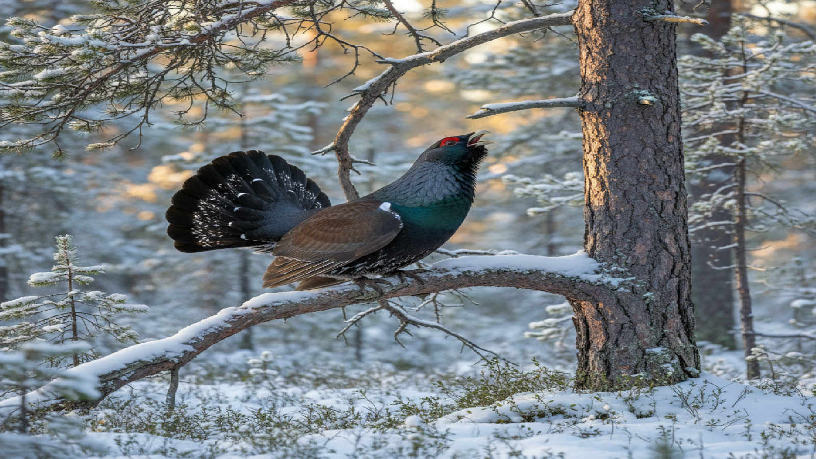 Fågelljud och läten för jägaren