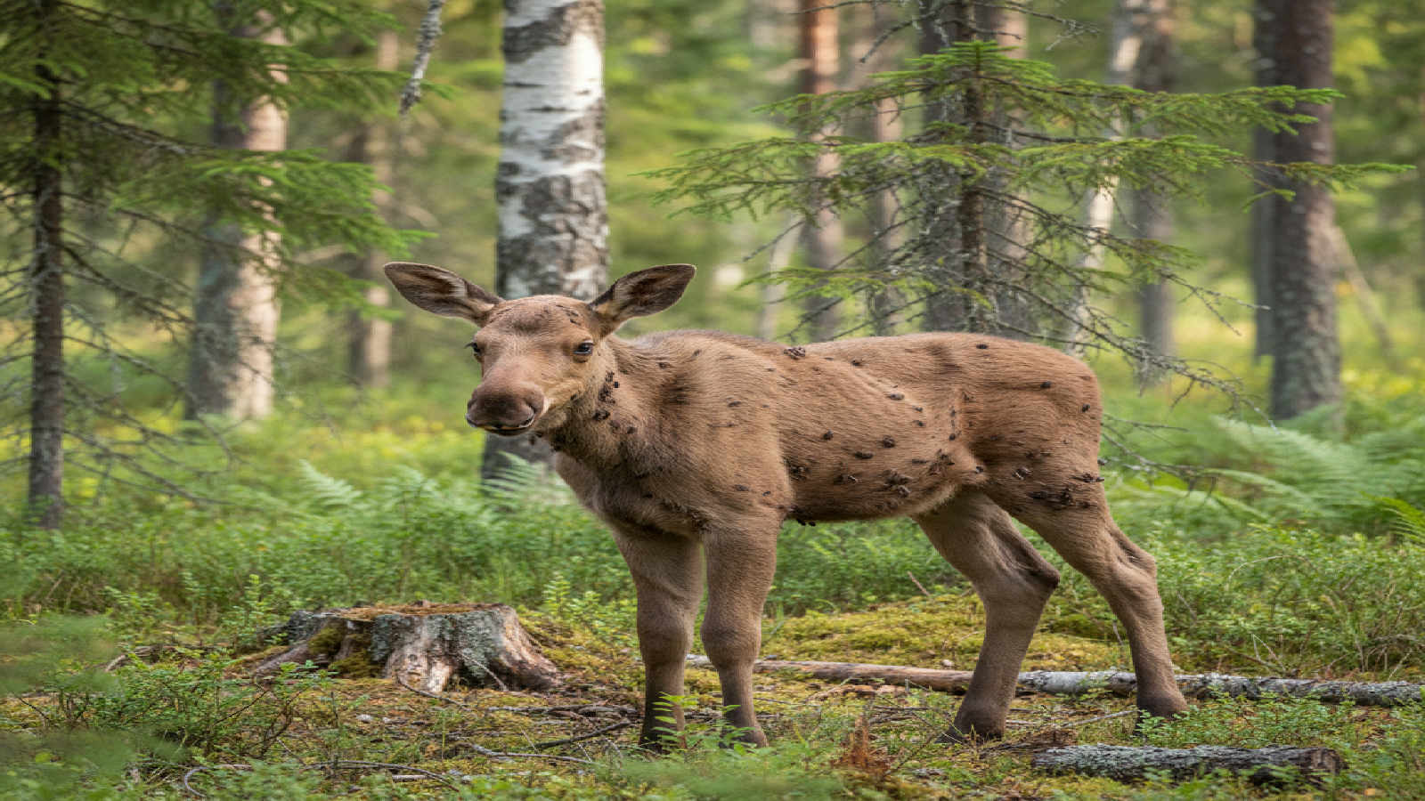 Viltsjukdomar, parasiter och smittorisker
