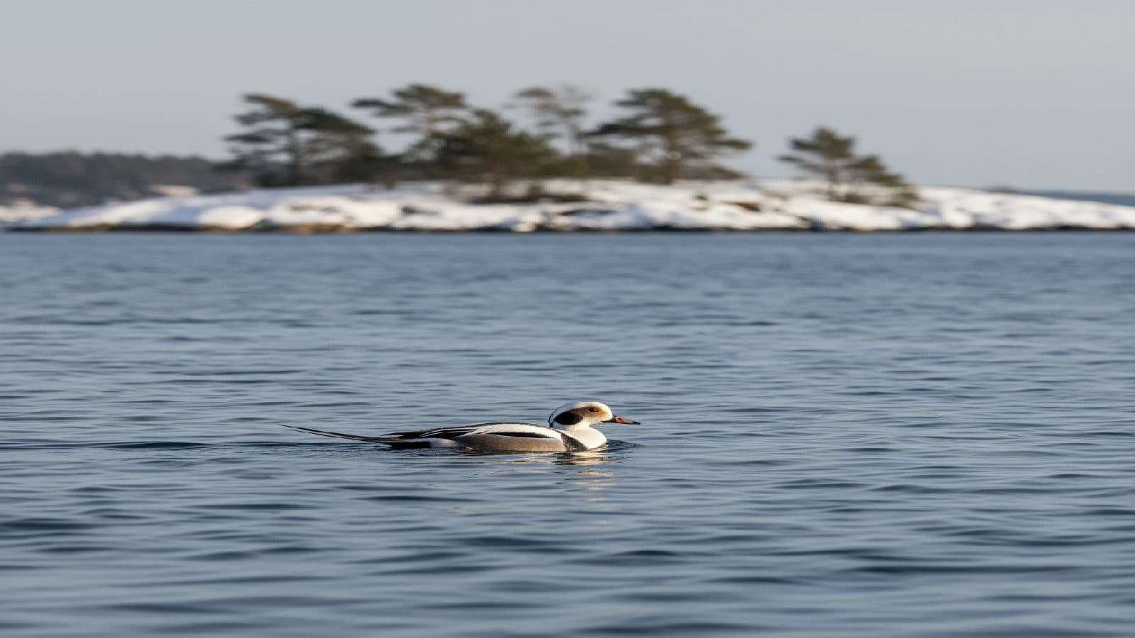 Alfågel
