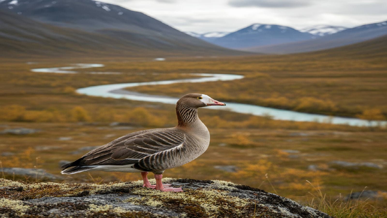 Fjällgås