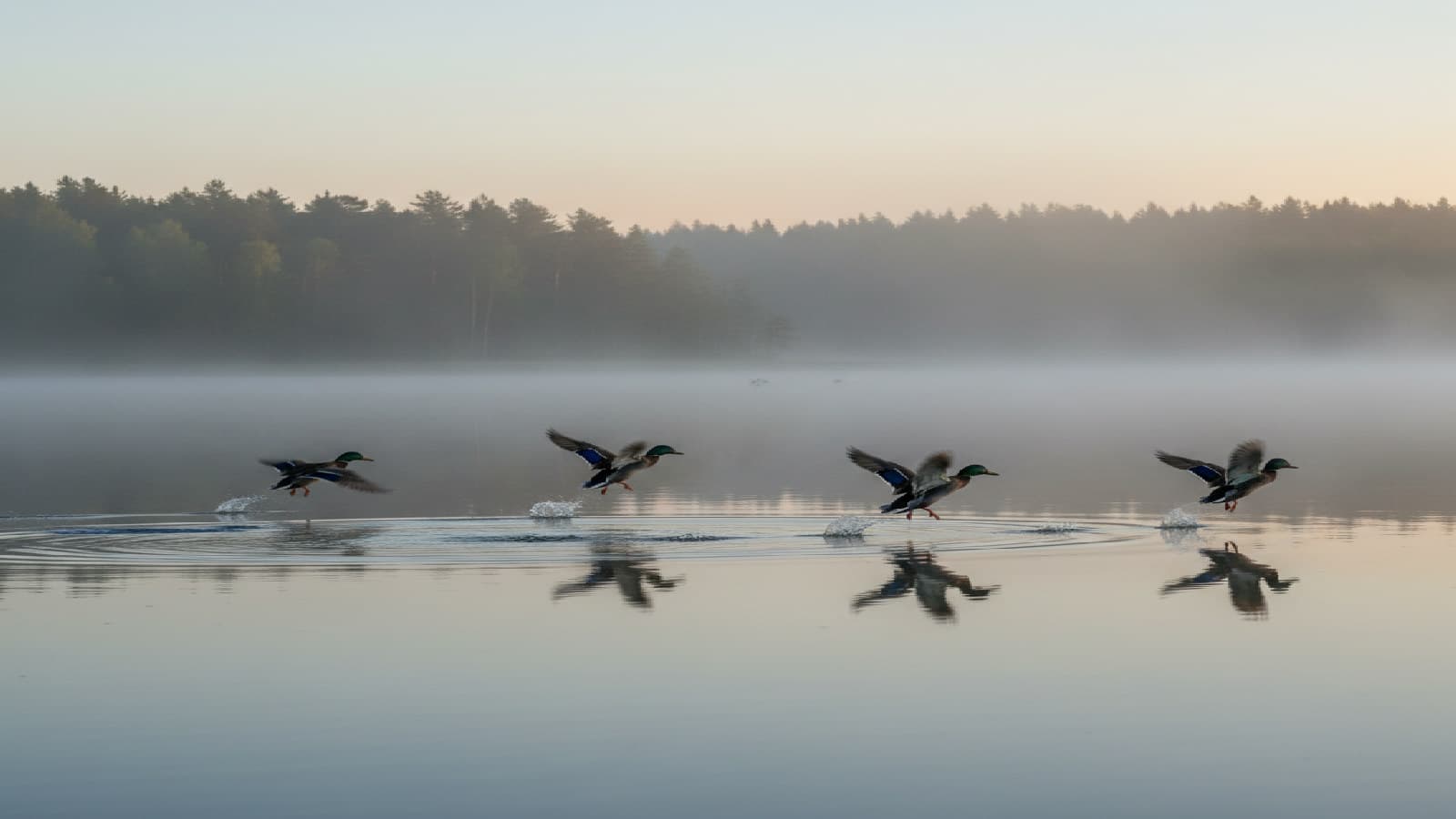 Sammanfattning fåglar och delprov