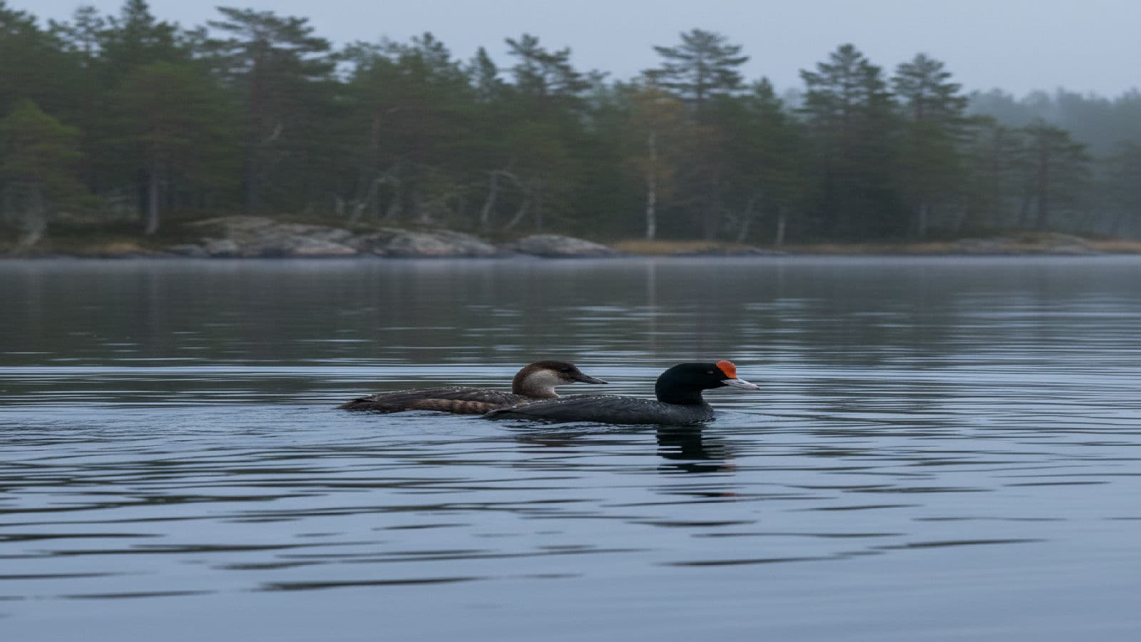 Sjöorre